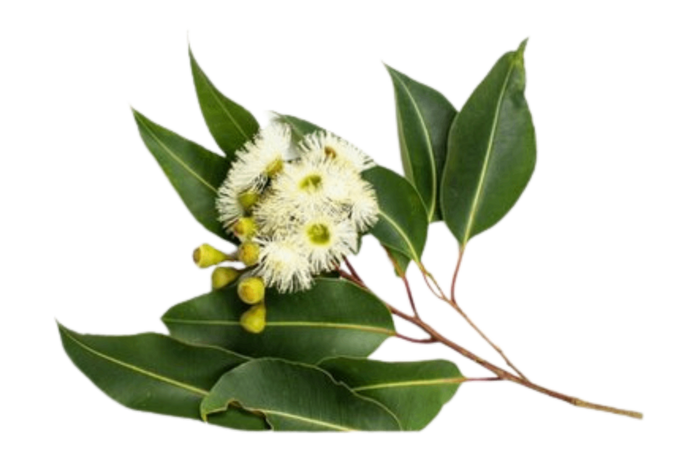 Eucalyptus branch with leaves and flowers.