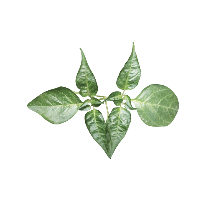 Green plant with several leaves on black background.