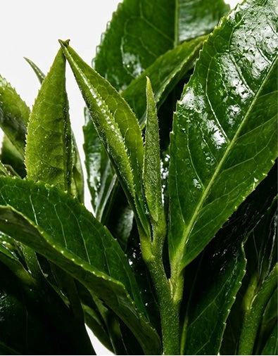 L-THEANINE