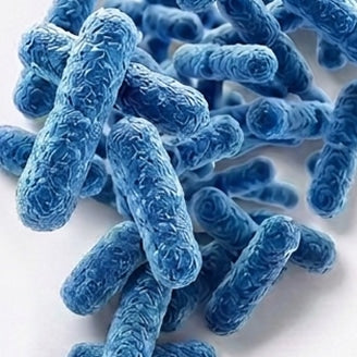 LACTOBACILLUS