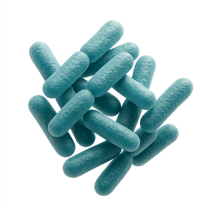 Lactiplantibacillus plantarum Lp-G18-2 bacteria